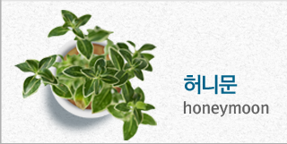 허니문